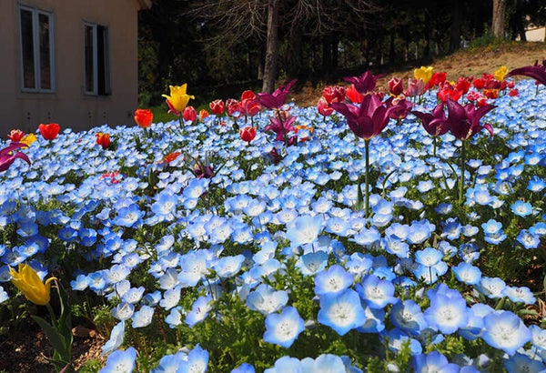 【出雲・斐川・松江・米子発】ドイツの森50万株のネモフィラ畑・後楽園つつじ・備中国分寺れんげ 岡山3つの花めぐりとランチバイキング 日帰り1